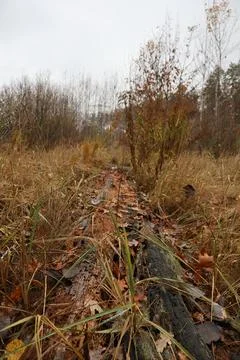 Fallen tree trunk covered with dry leaves and grass in autumn forest Fotos de archivo