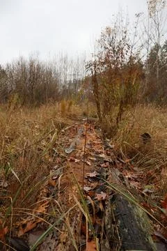 Fallen tree trunk covered with dry leaves in autumn forest Stock Photos