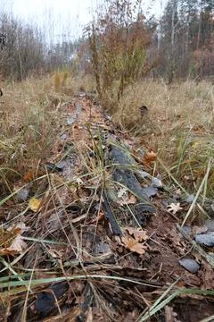 Fallen tree trunk covered with grass and leaves in autumn forest Stock Photos