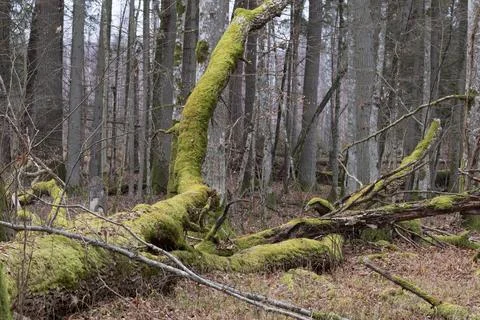 Fallen tree trunk covered in green moss in forest Stock-Fotos