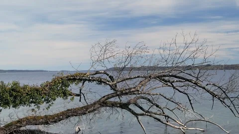 A fallen tree trunk covered in ivy lies in the water of a lake Stock Footage 307743752