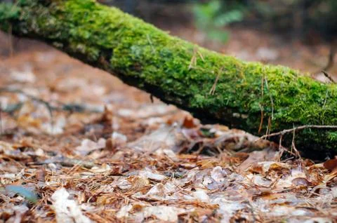 Fallen tree trunk covered with lush green moss 库存照片