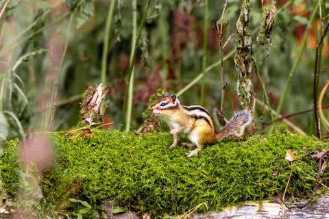 Fallen tree trunk covered with moss on which a chipmunk sits, selective focus Stock Photos