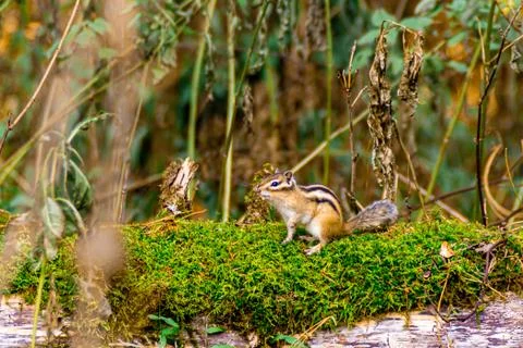 Fallen tree trunk covered with moss on which a chipmunk sits, selective focus Stock Photos