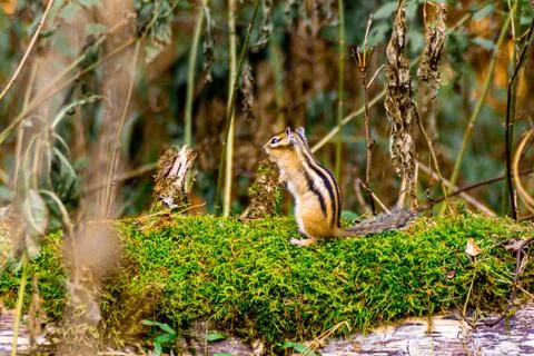 Fallen tree trunk covered with moss on which a chipmunk stands on its hind le Stock Photos