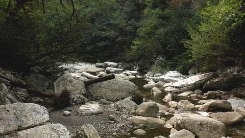 Fallen tree trunk creating natural bridge over forest stream Stock Photos