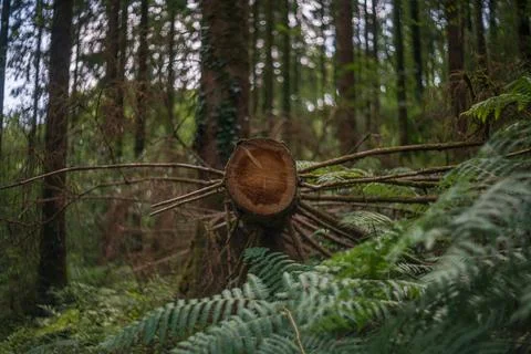 Fallen tree trunk with cut rings visible surrounded by ferns in Deer Park. Fotos Stock