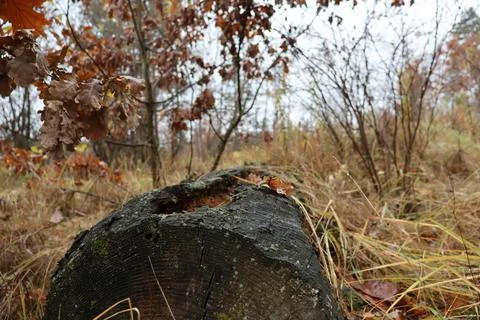 Fallen tree trunk decaying in autumn forest floor Stock Photos