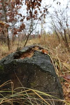 Fallen tree trunk decaying in autumn forest floor Stock Photos