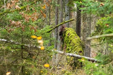 Fallen tree trunk decaying in an evergreen forest Stock Photos