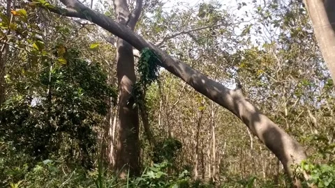 Fallen Tree Trunk in a Dense Forest Stock-Footage 338375115