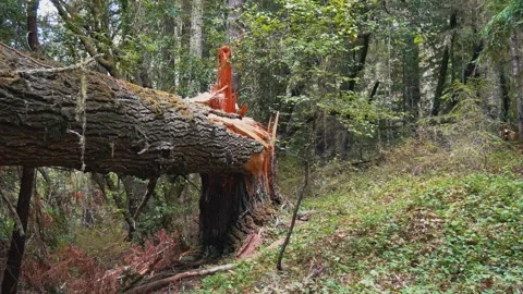 Fallen Tree Trunk in Dense Forest Stock Footage 346006657