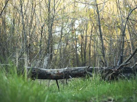 A fallen tree trunk in a dense forest, soft sunlight, and green grass. Photos