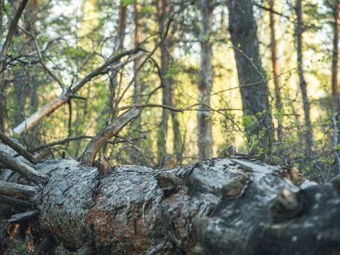 A fallen tree trunk in a dense forest, soft sunlight, and green grass. Stock Photos
