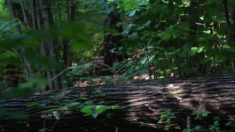 Fallen Tree Trunk in Dense Green Forest with Sunlight Patches Video stock 323770167