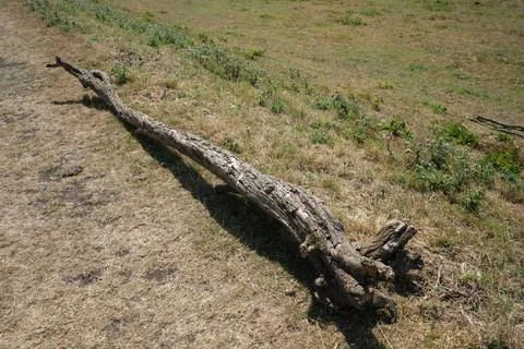 Fallen Tree Trunk On Dry Grass In Morton, Nottinghamshire, England On Sunny Day. Stock Photos