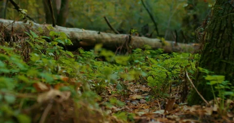 Fallen tree trunk, fallen leaves and yellowed grass. Forest landscape, fallen Stock Footage 223239569