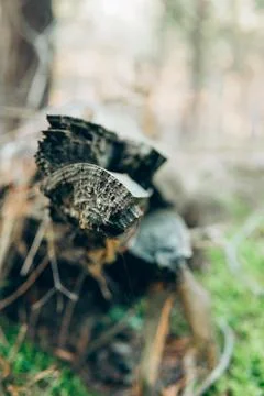 Fallen Tree Trunk in Forest - 1 Stock Photos