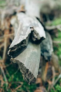 Fallen Tree Trunk in Forest - 2 Stock Photos