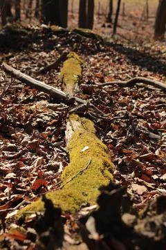 Fallen tree trunk in the forest. autumn landscape with colorful leaves. Stock Photos