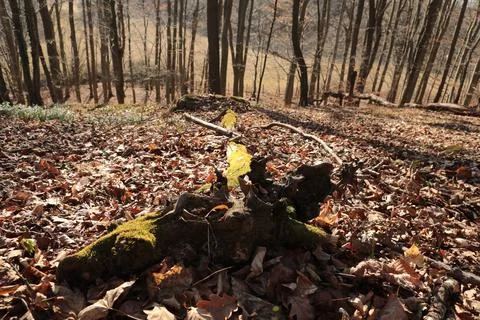 Fallen tree trunk in the forest. autumn landscape with colorful leaves. Stock Photos