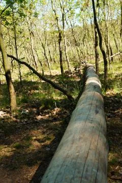 A fallen tree trunk in the forest beautiful landscape Stock Photos