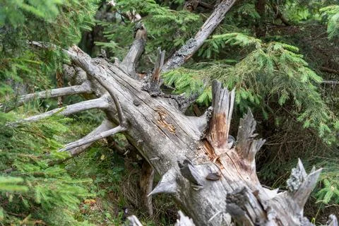 Fallen tree trunk in the forest. Coniferous forest in the mountains Foto stock