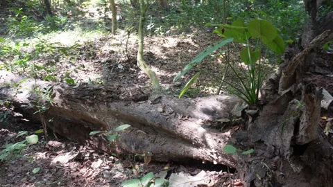 Fallen Tree Trunk on Forest Floor 스톡 동영상 329389990