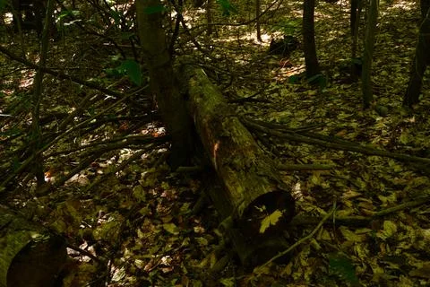 Fallen tree trunk on forest floor surrounded by fallen leaves and undergrowth Stock-Fotos