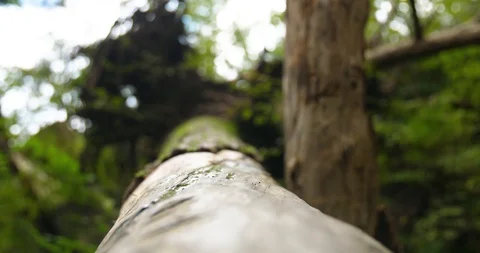 Fallen tree trunk in the forest Vídeo Stock 95765245