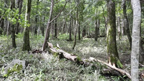 Fallen Tree Trunk in the Forest Stock Footage 332094582