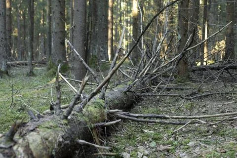 Fallen tree trunk in a forest. Mossy branches cover the woodland floor. Natur Stock Photos