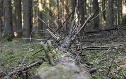 Fallen tree trunk in a forest. Mossy deadwood lies on the woodland floor. N.. Stock Photos