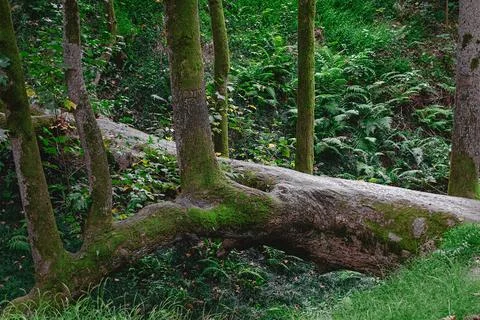 Fallen tree trunk in the forest Stock Photos