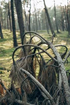 Fallen Tree Trunk in Forest Stock Photos