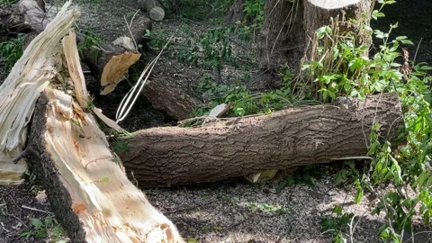 Fallen tree trunk in forest with surrounding green foliage and scattered br.. Stock Footage 340825608