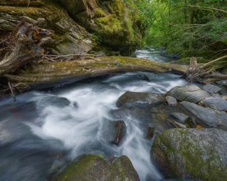 Fallen tree trunk forms a precarious natural bridge over a river Stock Photos
