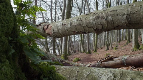 Fallen tree trunk framing forest path in Scandinavian woodland Stock Footage 330702965