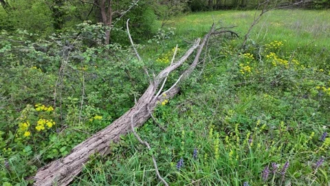 A fallen tree trunk in grass overgrown with flowers. Stock Footage 317675696