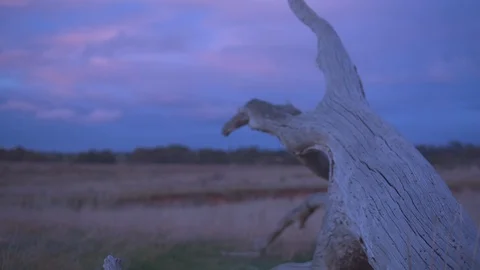 Fallen tree trunk in a grassland Video stock 87120259