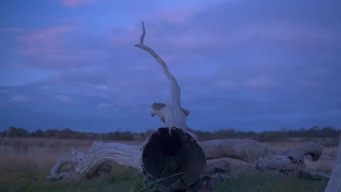 Fallen tree trunk in a grassland Stock Footage 87120286