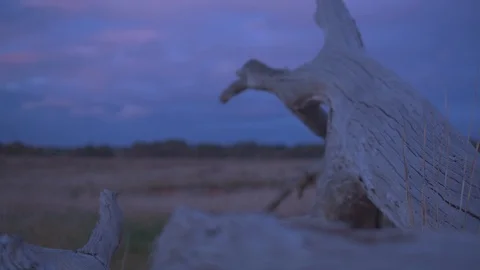 Fallen tree trunk in a grassland Stock Footage 87120305