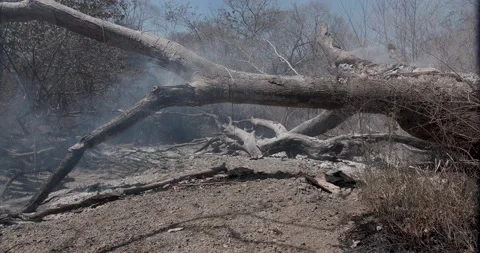 Fallen tree trunk on the ground in the woods, after forest fire. low Vídeos de archivo 182999823