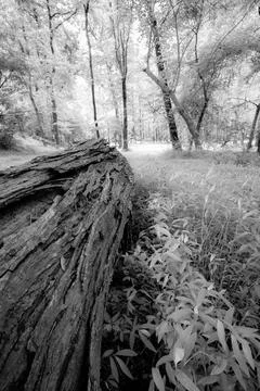 Fallen tree trunk in healthy forest amid undergrowth Stock Photos