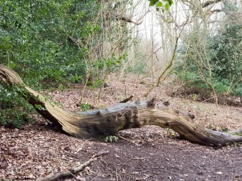 Fallen tree trunk inside forest wood in way of path Stock Photos