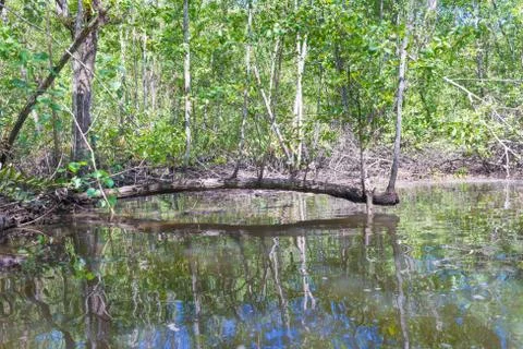 Fallen tree trunk inside mangroves in nature Фото