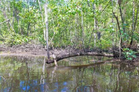 Fallen tree trunk inside mangroves in nature 库存照片