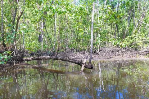 Fallen tree trunk inside mangroves in nature Stock Photos