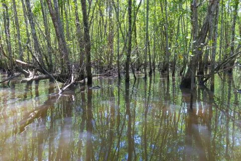 Fallen tree trunk inside mangroves in nature 库存照片