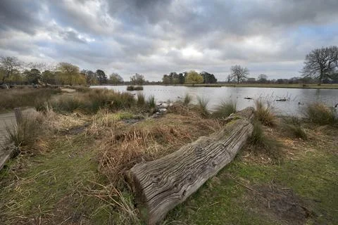 Fallen tree trunk left as seat Foto stock